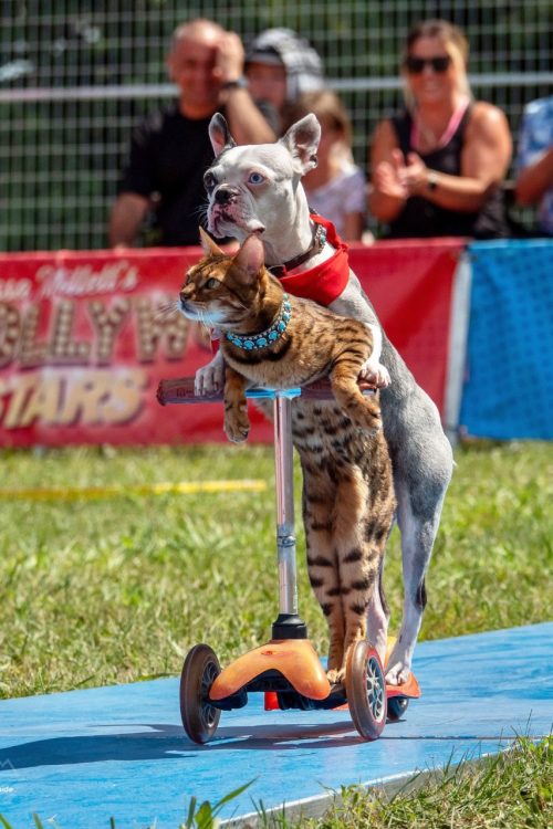 The Ultimutts, Bark In The Park TO